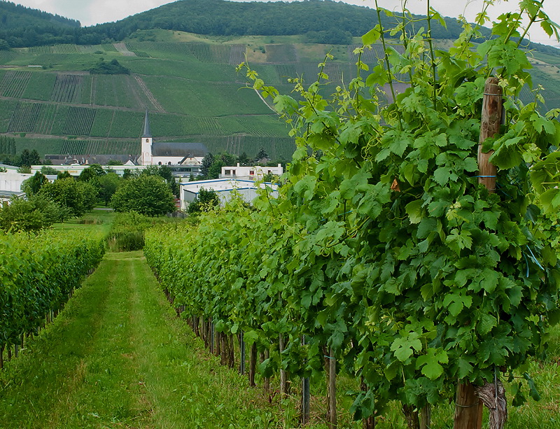 Mosel 07-2012IMG_1466 als Smart-Objekt-1 Kopie.jpg - Während der Fahrt bis nach Longuich an der Mosel hat es ununterbrochen geregnet. Nach der Ankunft blieb es Gott sei Dank trocken. Wir machten uns auf, die Gegend zu erkunden.